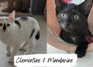 Mandarine & Clementin
