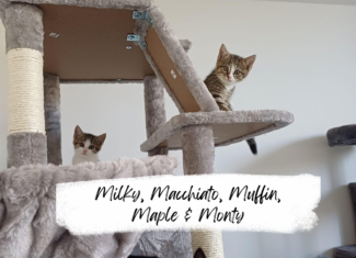 Monty, Muffin, Maple, Macchiato & Milky