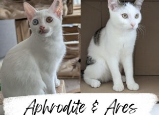 Aphrodite & Ares