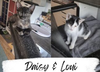 Daisy & Loui