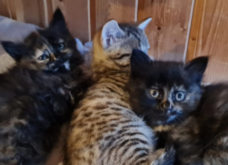 Marie, Jolanda & Kiki