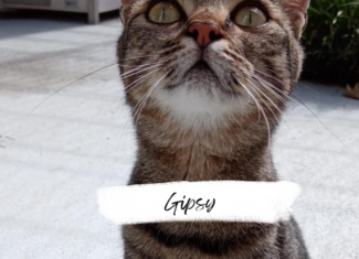Gipsy