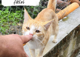 Helvi