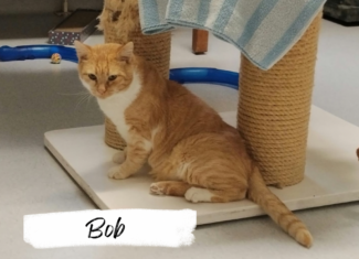 Bob