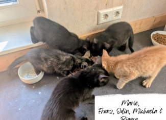 Odin, Bianca, Marie, Michaela & Franz