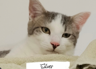 Silver