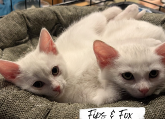Fips & Fox