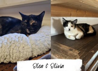 Olea & Olivia