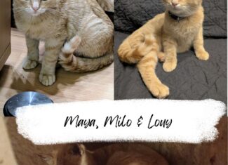 Maja, Milo &Louy